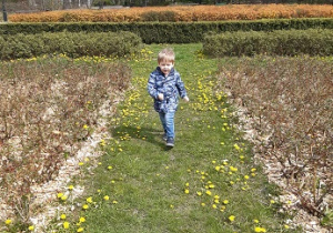 chłopiec biega po polanie między kwatami