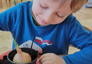 Chłopiec sądzi cebulę