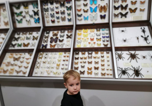 Chłopiec stoi przy gablotach z motylkami