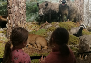 Dziewczynki oglądają wystawę zwierząt leśnych