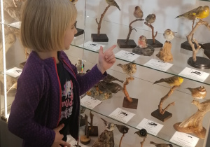 Dziewczynka ogląda ekspozycję ptaków